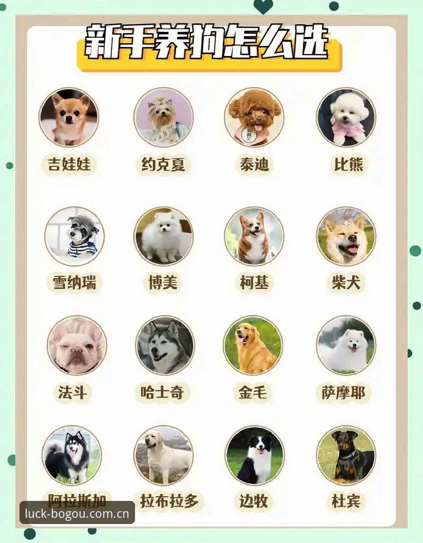 3步判断博狗新客户端Bogou图安全吗——一位新手用户的实际测试与对比指南
